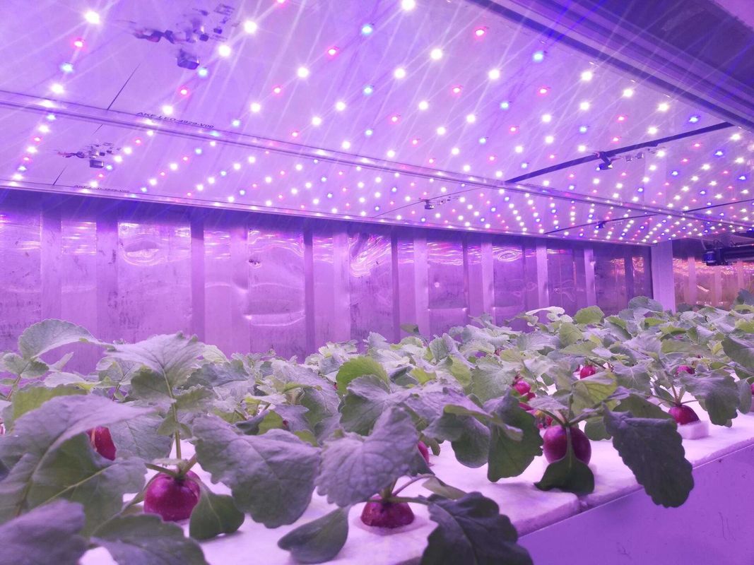 Máquina de germinação hidropónica comercial de forragem verde tipo recipiente