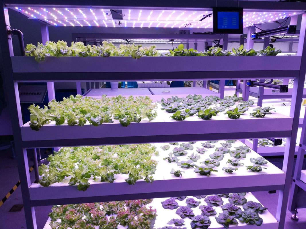 Máquina de germinação hidropónica comercial de forragem verde tipo recipiente